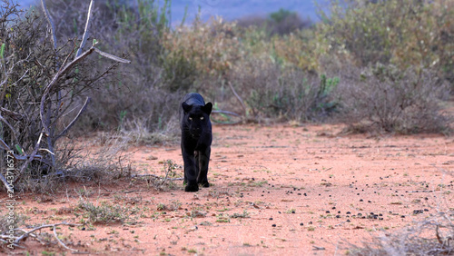 Foto Black Leopard Walking Through Arid Savanna Scrubland, Laikipia, Kenya