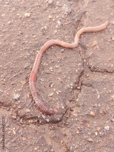 A long earthworm crawls in the garden after the rain. Animals in the wild
