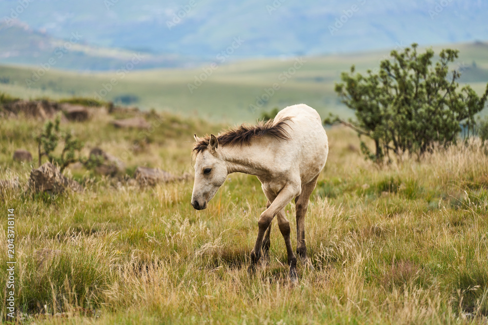 Obraz premium Curious Foal Standing In Lush Mountain Grass South Africa, Facing Camera With Attentive Ears, Soft Cream Coat