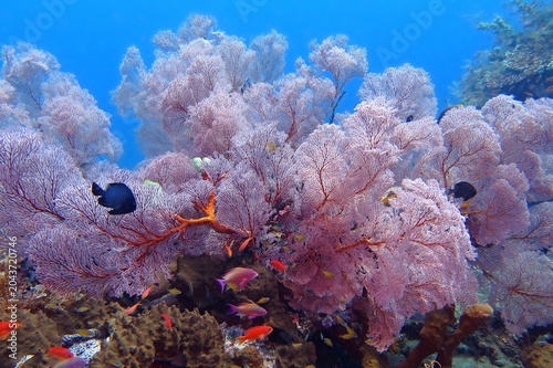 Photos Red pink soft corals and fish underwater, marine life