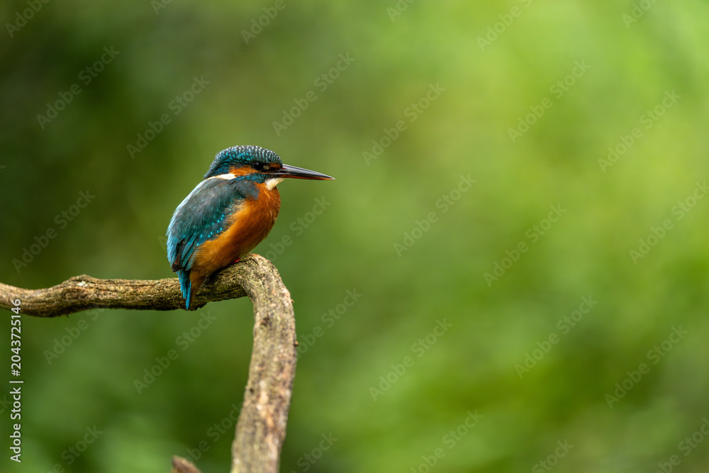 Obraz premium Kingfisher (Alcedo atthis) on branch
