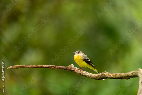 Tableau sur toile Motacilla flava, western yellow wagtail