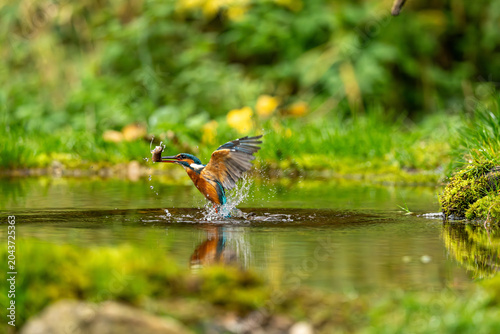 Bild auf Leinwand Kingfisher with catch (Alcedo atthis)