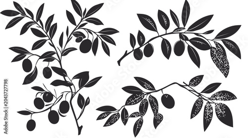 Silhouetted branches of a tree with leaves and oval-shaped fruit against a clean white background