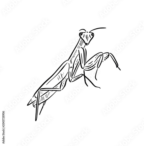 Slika na platnu Hand drawn praying mantis illustration, drawn in black line.