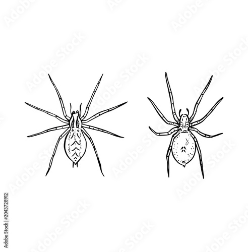 Canvastavla Two different types of spider, hand drawn in black line.