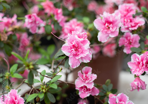 Delicate white-pink azaleas blooming in a botanical garden in spring. Background