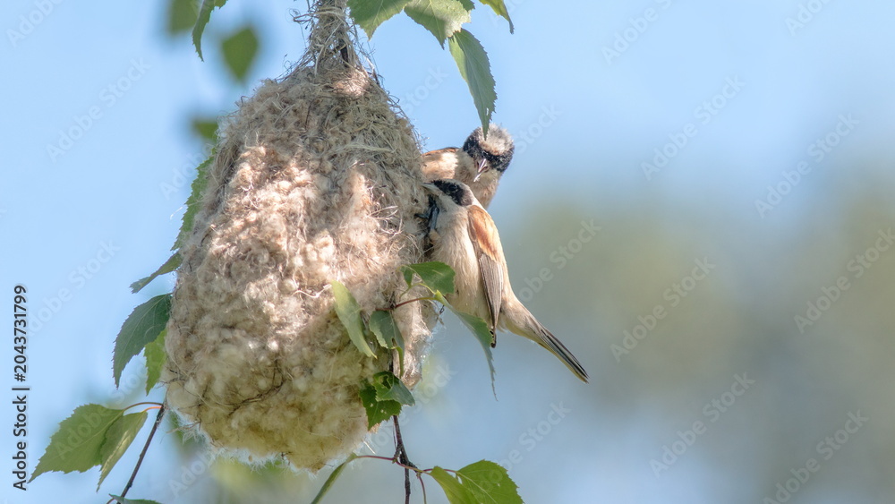 Obraz premium bird on a branch