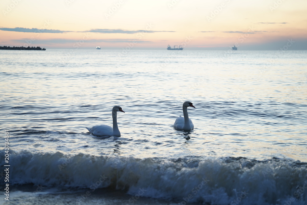 Fototapeta premium swans birds and seagulls in Black sea at Varna - BG