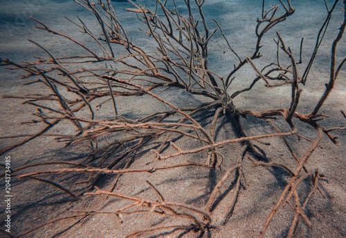 dead tree in the water