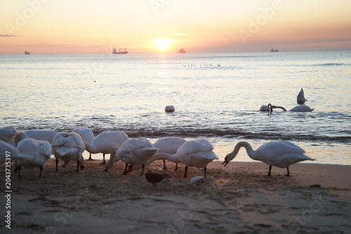 swans birds and seagulls in Black sea at Varna - BG