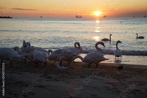 swans birds and seagulls in Black sea at Varna - BG