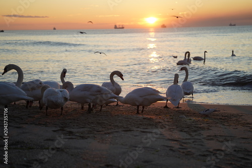 swans birds and seagulls in Black sea at Varna - BG