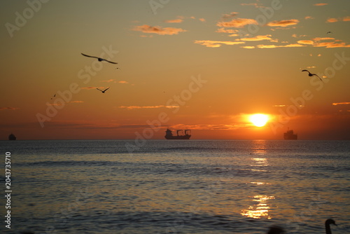 swans birds and seagulls in Black sea at Varna - BG