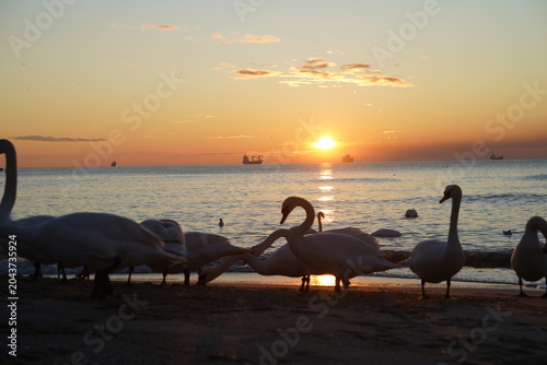 swans birds and seagulls in Black sea at Varna - BG