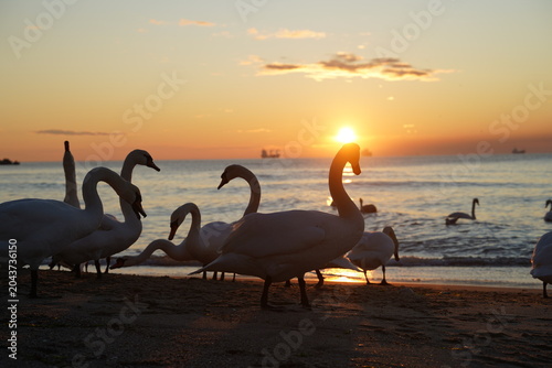 swans birds and seagulls in Black sea at Varna - BG