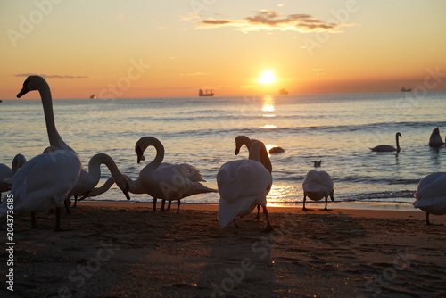 swans birds and seagulls in Black sea at Varna - BG