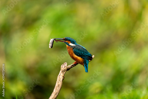 Fotografía Kingfisher with catch (Alcedo atthis)