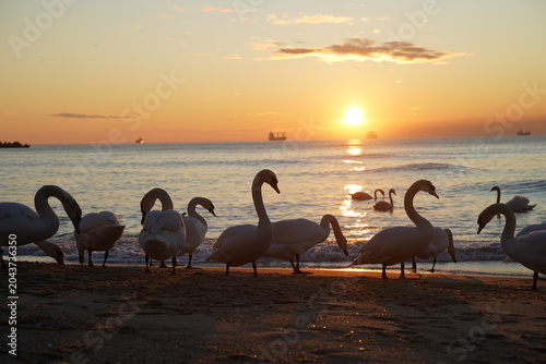 swans birds and seagulls in Black sea at Varna - BG