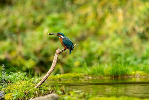 Photos Kingfisher (Alcedo atthis)