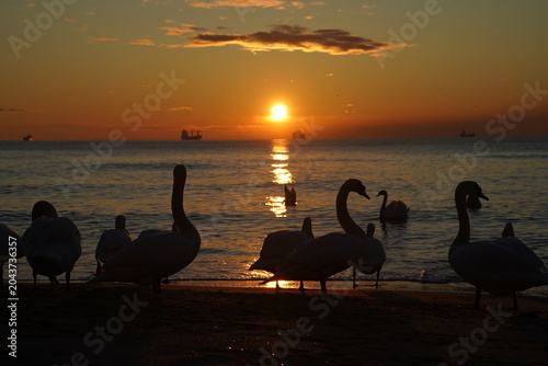 swans birds and seagulls in Black sea at Varna - BG