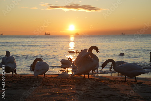 swans birds and seagulls in Black sea at Varna - BG