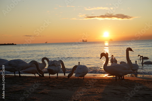 swans birds and seagulls in Black sea at Varna - BG