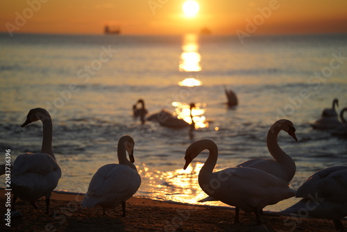 swans birds and seagulls in Black sea at Varna - BG