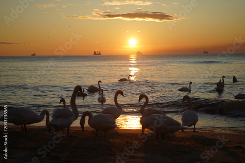 swans birds and seagulls in Black sea at Varna - BG