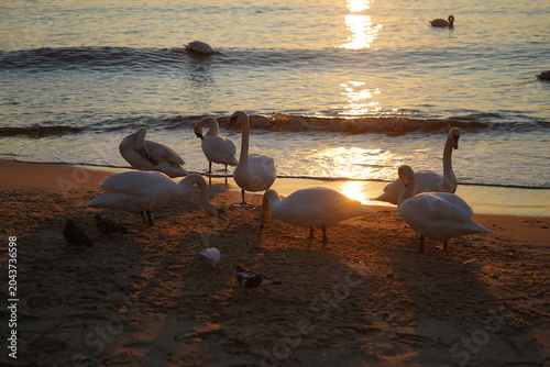swans birds and seagulls in Black sea at Varna - BG