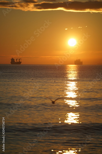 swans birds and seagulls in Black sea at Varna - BG