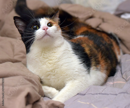 Photos Calico Cat Relaxing on Bed and Looking Up