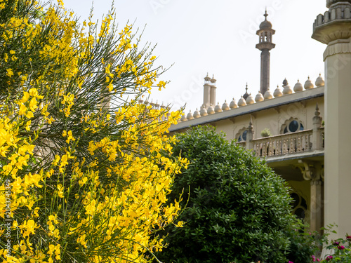 Yellow gorse bush in Bright Pavilion gardens