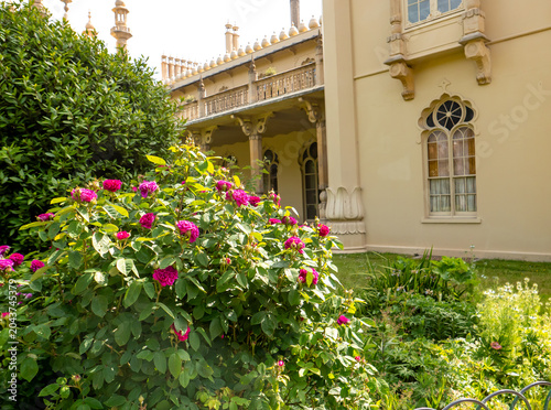 Lush foliage and pink flower bush in Brighton Pavilion Gardens