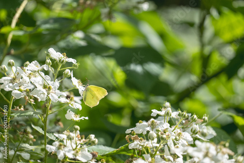 Tableau sur toile Brimstone Butterfly Feeding on White Bramble Blossom in Sunny Garden