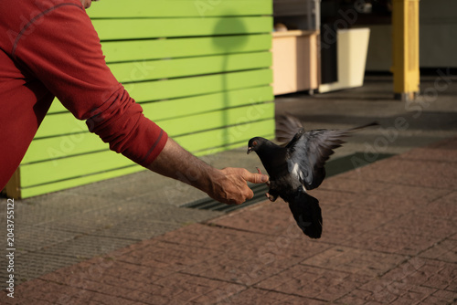Tableau sur toile Close up of man hand feeding a pigeon flying on city street