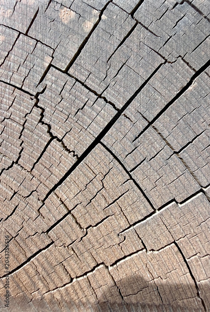 Fototapeta premium A detailed close-up of a cross-section of an old tree stump, clearly showing the radial cracks and natural grain structure of the wood.