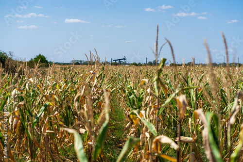 Fotografie Corn field. Cereals for bakery in autumn