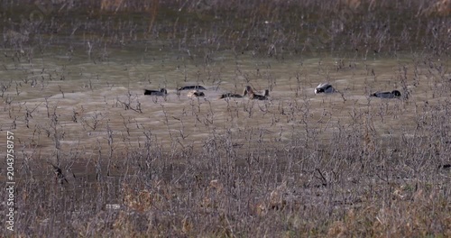 Flock of wild ducks swimming in shallow wetland water with dry reeds