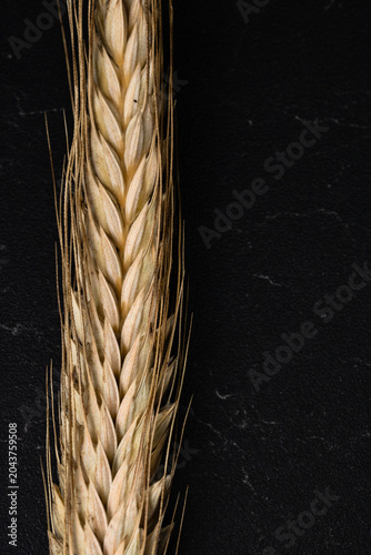 Wheat detail. Cereals for bakery, flour production