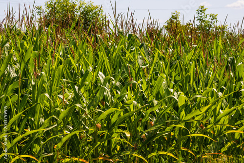 Corn field. Cereals for flour production