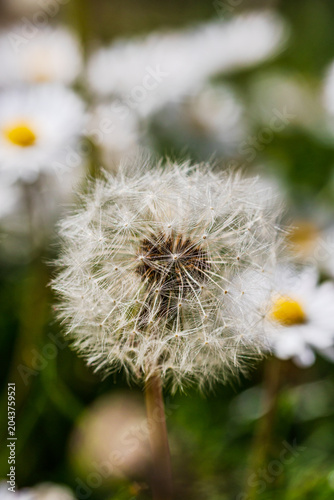 Nature scene with blooming taraxacum, commonly known as dandelion