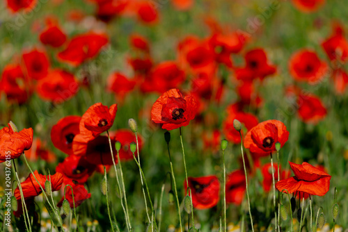 Bright red poppies blooming in a lush green field emitting vibrancy