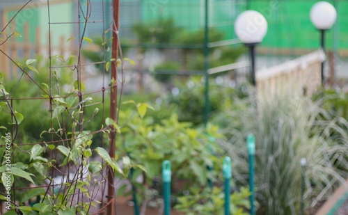 Plants in the garden landscape design beautiful photo