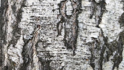 Konstfotografi The texture of the birch bark. Birch bark background