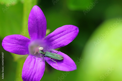 greenish false longhorn beetle on a bellflower