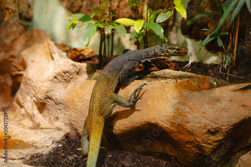 A monitor lizard climbs over a sunlit sandstone rock inside a tropical terrarium. The reptile displays mottled yellow-green scales, a long muscular tail