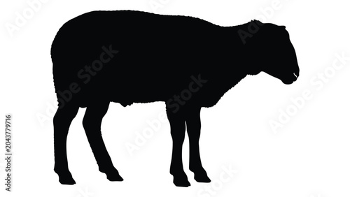 Photos sheep silhouette on white background animal farm livestock black transparent