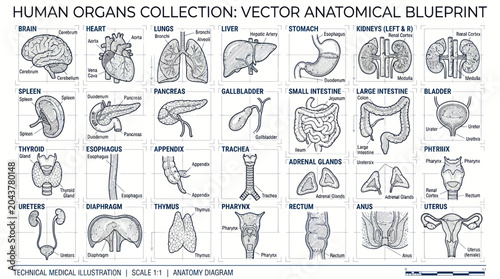 Foto Human Organs Collection: Vector Anatomical Blueprint Medical Illustration