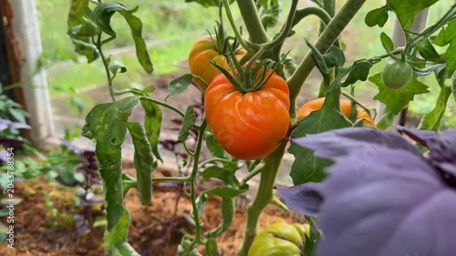 Tomatoes ripening on the vine inside a greenhouse. Organic farming and home gardening ensure a fresh, pesticide-free harvest for a healthy lifestyle